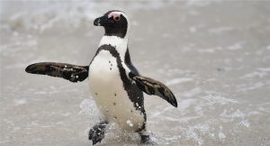 penguin on ice, walk like a penguin, preventing falls, walk flat footed, brain injury from fall, keeping your balance