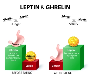 ghrelin and leptin graphic, Keeping pounds off after weight loss win, resting metabolism, weight loss surgery, weight management, weight-related health problems such as diabetes
